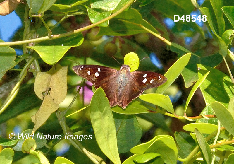 Hammock Skipper (Polygonus leo)